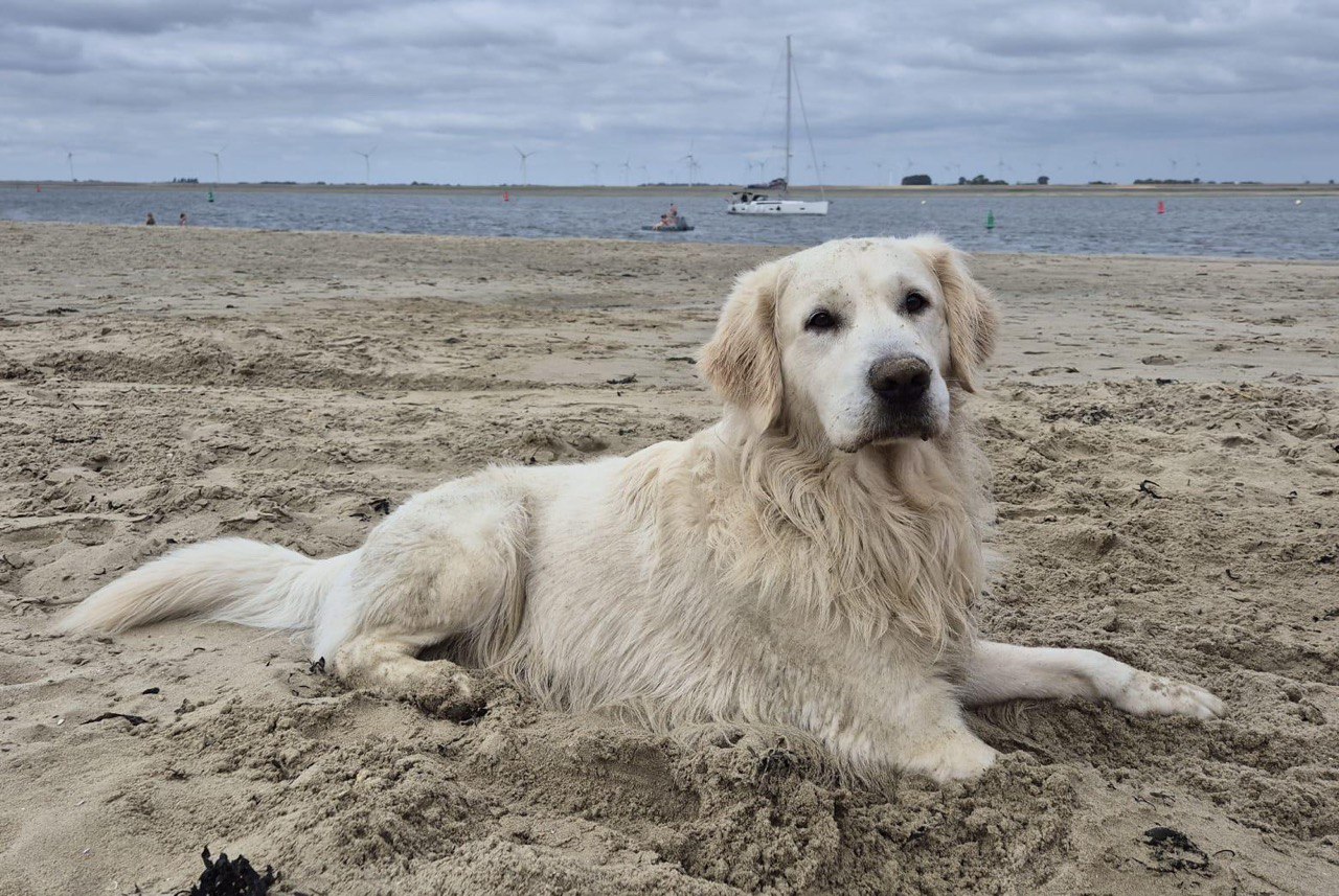 Zeus, der weiße Golden Retriever hinter der Marke Zoys