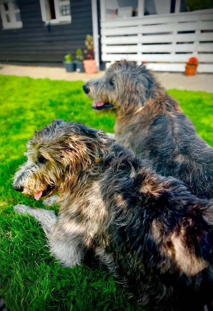 Zwei zottelige Hunde entspannen im Garten